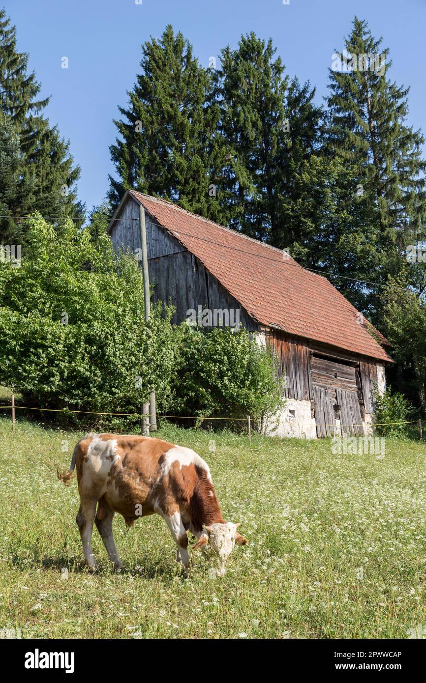Pâturage de la vache dans le champ, Cernica, Slovénie Banque D'Images
