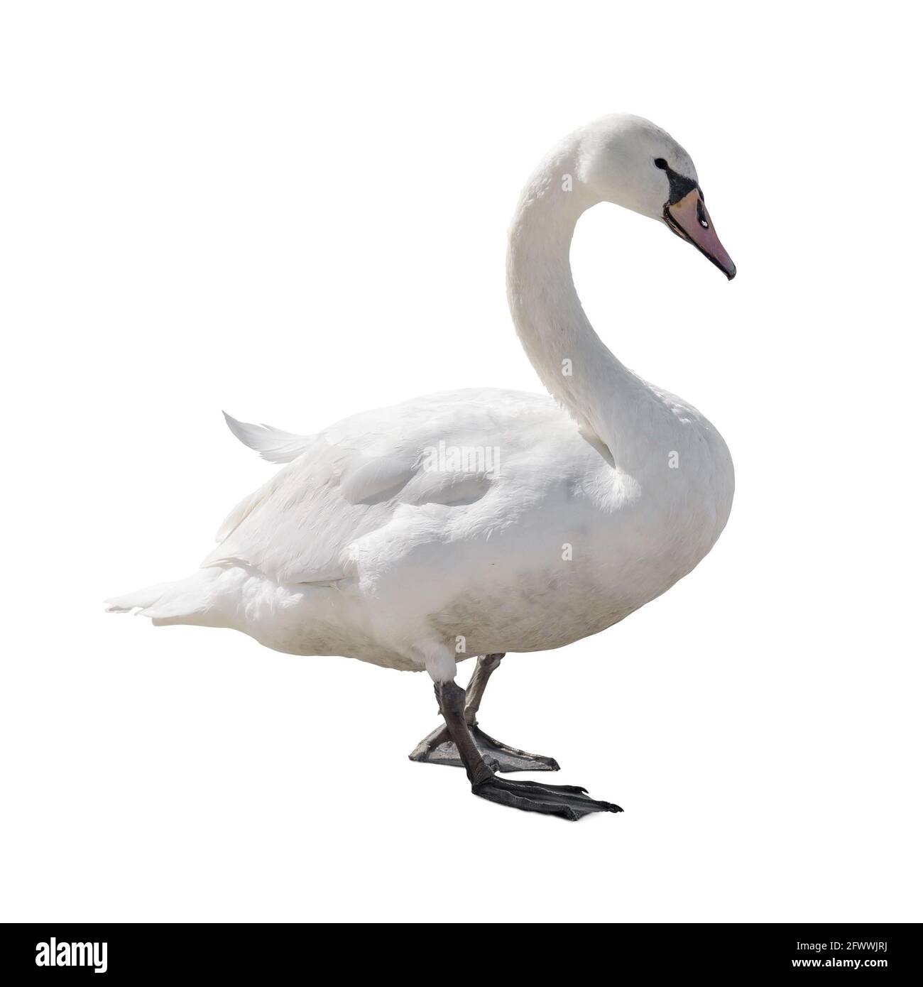 Swan isolé sur fond blanc avec un masque Banque D'Images
