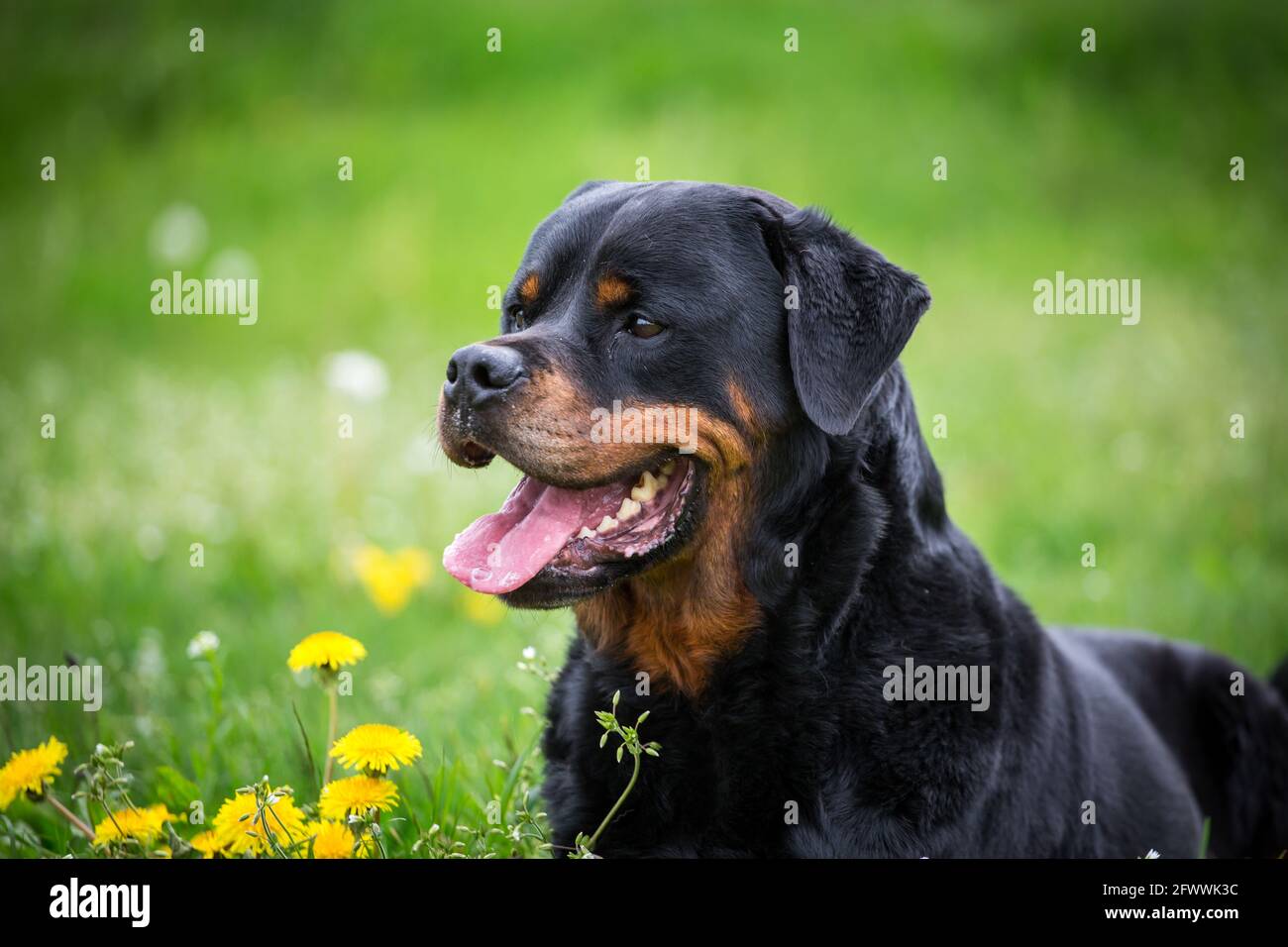 Rottweiler Banque D'Images