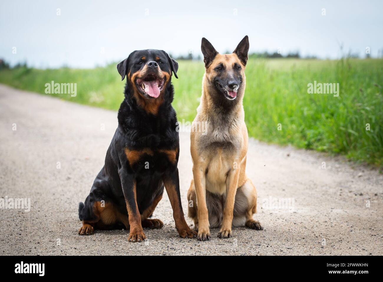 Rottweiler malinois Banque de photographies et d’images à haute résolution Alamy
