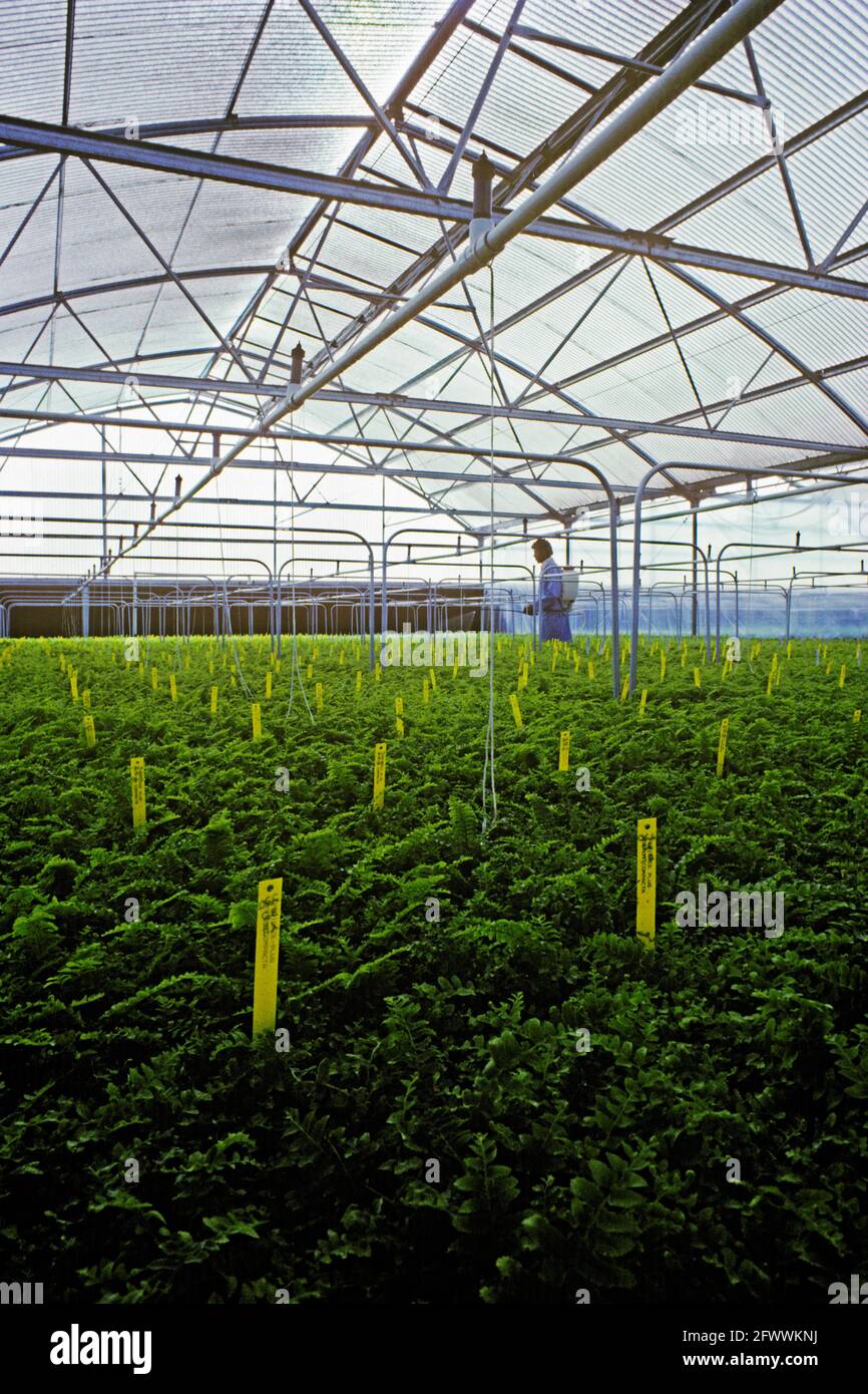 Serre commerciale pour plantes Paysage Banque D'Images