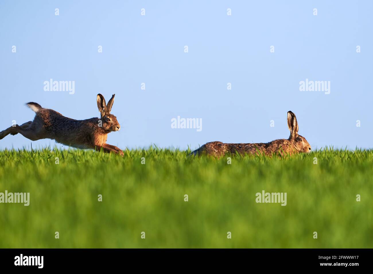 Deux lièvres s'exécutant sur un pré (Lepus europaeus) Banque D'Images