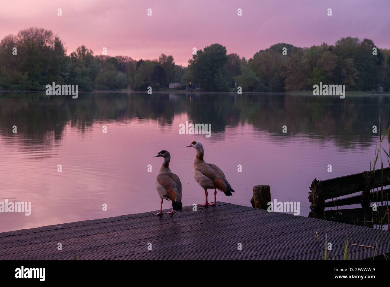 Deux oies égyptiennes au bord du lac, regardant dans la même direction, les pays-Bas. Concept de couple, togethness, tranquillité. Banque D'Images