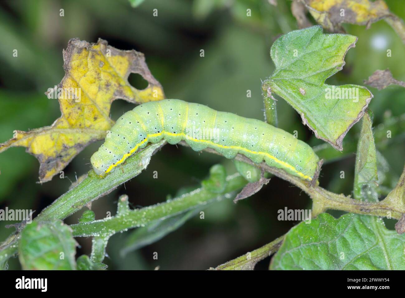 CaterpillarLe brun-oeil brillant (Lacanobia oleracea). C'est un ravageur de nombreux types de cultures, y compris les tomates. Un insecte sur une tomate endommagée. Banque D'Images