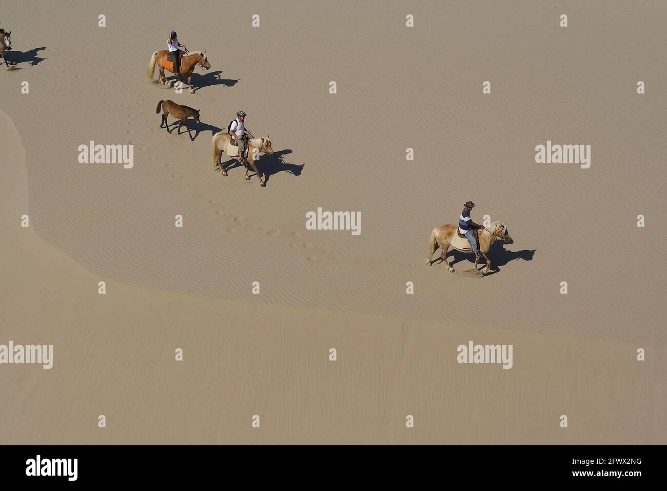 Chevaux (Haflinger) riders sur les dunes de sable à la plage de Patara pendant 8 km d'équitation Banque D'Images