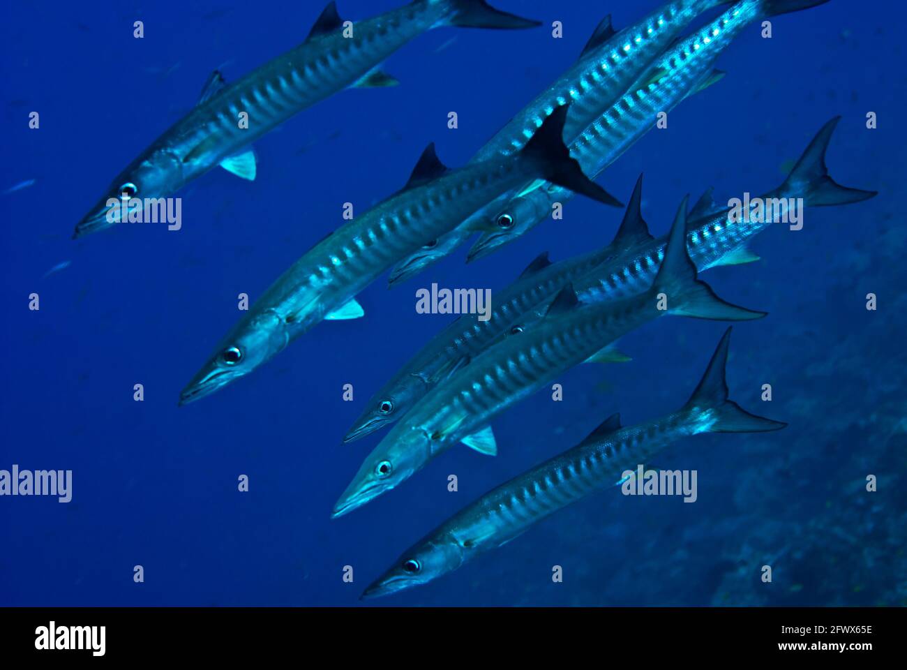 Huit barracudas de bigote (Sphyraena forsteri) en eau libre, Îles Salomon Banque D'Images