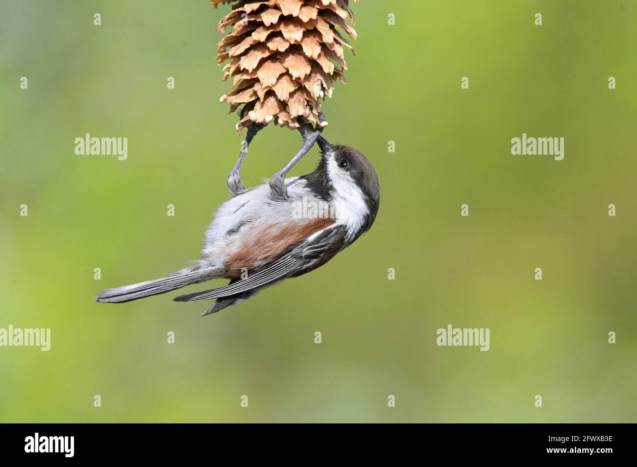 Chickadee sur un mangeoire à oiseaux, Courtenay, Île de Vancouver, Colombie-Britannique, Canada. Banque D'Images