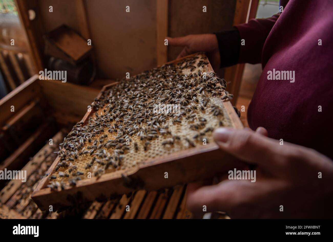 Varsovie, Varsovie, Pologne. 23 mai 2021. Un apiculteur inspecte les abeilles le 23 mai 2021 à Varsovie, en Pologne. Un groupe de cinq personnes a participé au premier atelier de base sur l'apiculture pour les étrangers organisé par Kamil Baj le 23 mai à Varsovie, en Pologne. M. Kamil a commencé son exploitation des abeilles sous le nom de Pszczelarium avec sa femme en 2013 à Varsovie après avoir vu des ruches d'abeilles placées sur les toits d'autres capitales européennes, devenant le plus grand beekeur urbain de Pologne. Crédit: Aleksander Kalka/ZUMA Wire/Alay Live News Banque D'Images