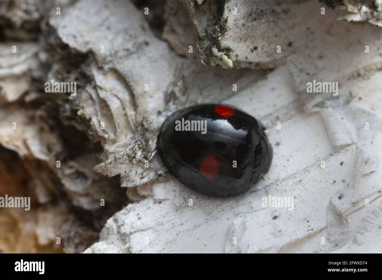 Coccinelle, Chilocorus renipustulatus sur écorce de bouleau, macro photo Banque D'Images