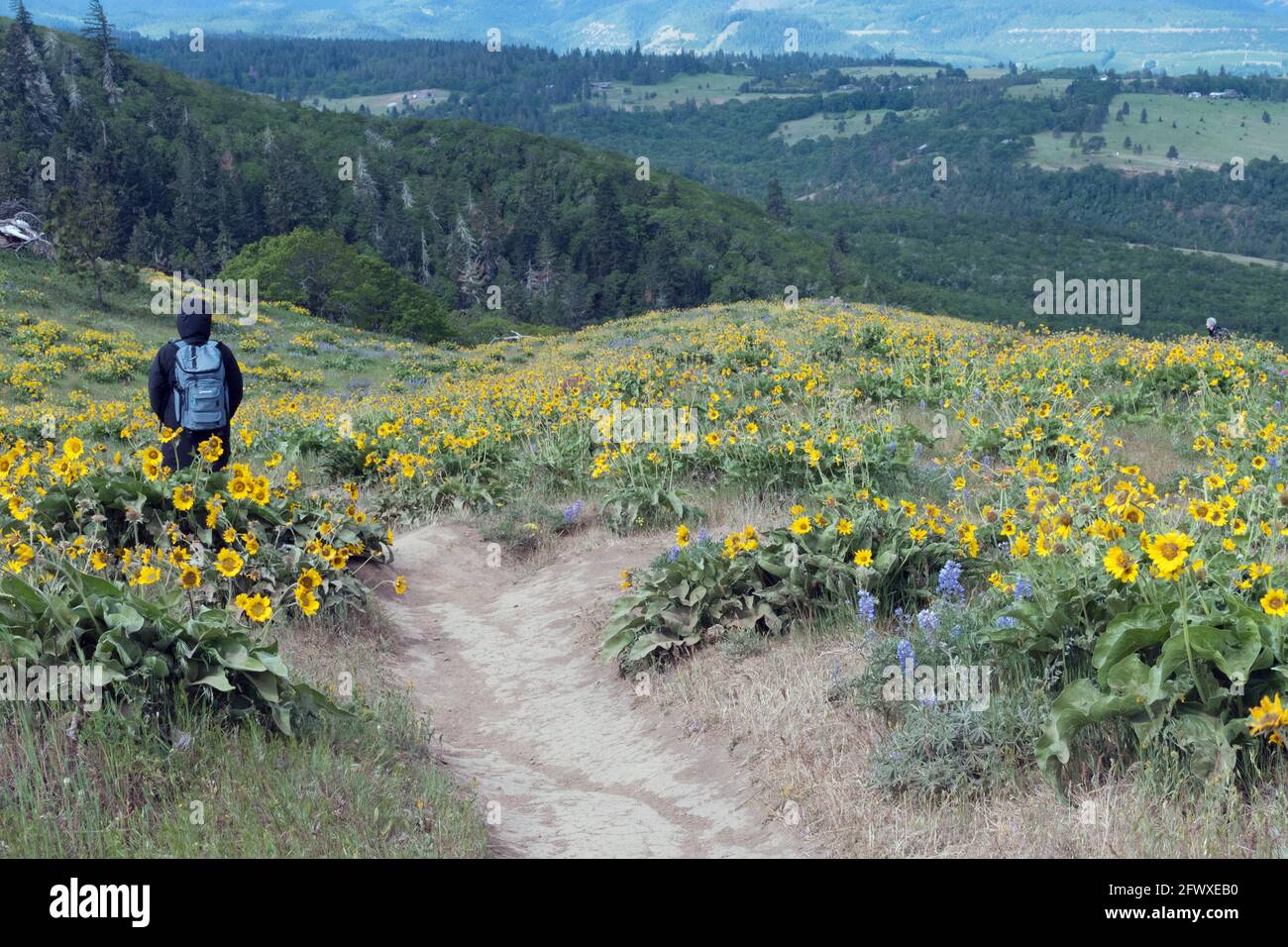 Un randonneur marche sur le sentier de la réserve naturelle Tom McCall à Mosier, Oregon. Au printemps, les gens viennent voir les fleurs sauvages, y compris la balsamroot. Banque D'Images