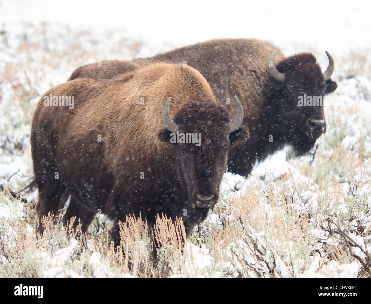 Bison (Buffalo) en quête dans un paysage de neige solitaire au Yellowstone National Stationnement Banque D'Images