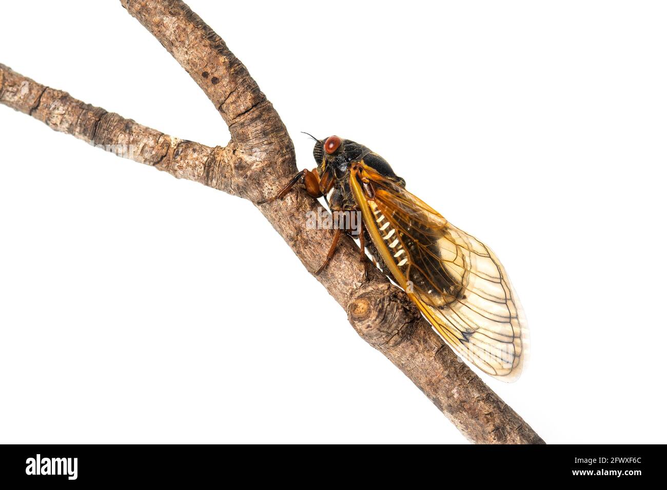 Brood X 17 ans adulte périodique cicada sur une branche isolée sur fond blanc Banque D'Images