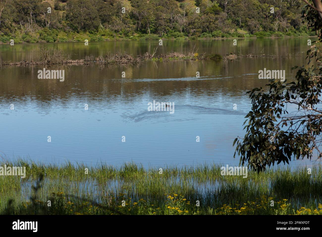 Canards sur le lac ouest, Tower Hill, Victoria Banque D'Images
