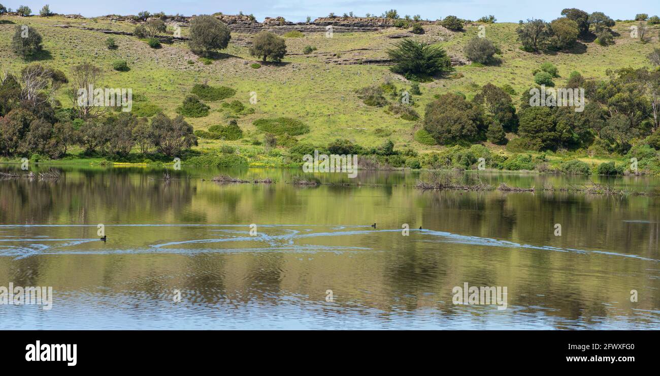 Canards sur le lac ouest, Tower Hill, Victoria Banque D'Images