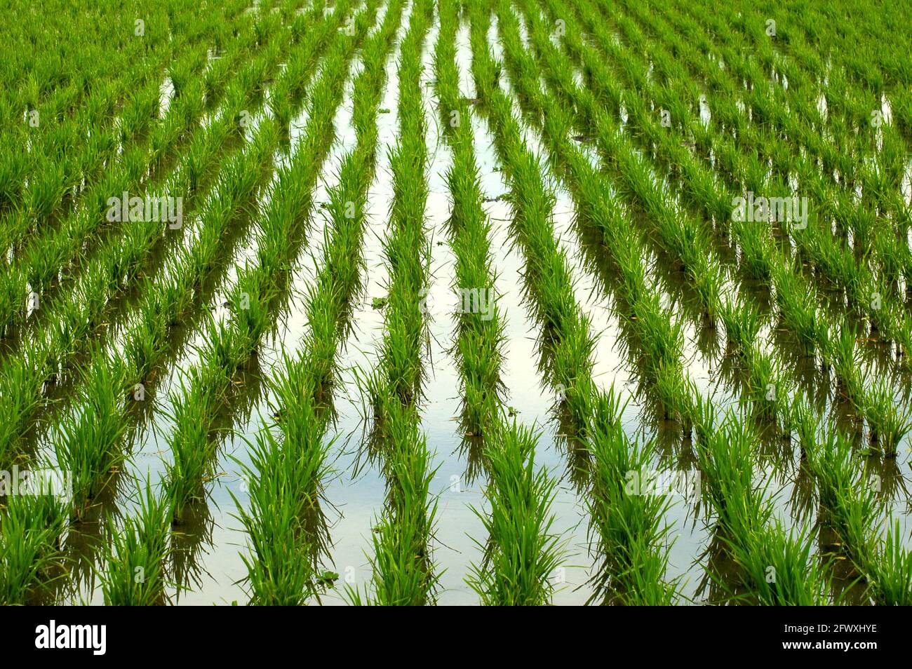 Plants de riz sur un champ de riz à Gede Bage, Bandung, West Java, Indonésie. Le réchauffement de la planète aura d'autres répercussions importantes sur la production de riz si elle n'est pas bien atténuée, selon un document scientifique axé sur les risques climatiques, qui a été récemment publié par le Groupe de la Banque mondiale et la Banque asiatique de développement. « Le riz est particulièrement sensible aux changements de température », a déclaré le rapport, alors qu'en même temps, les changements mondiaux dans les modèles d'El Nino, entraînés par le changement climatique, sont susceptibles d'avoir un impact sur le début et la durée de la saison humide. Banque D'Images