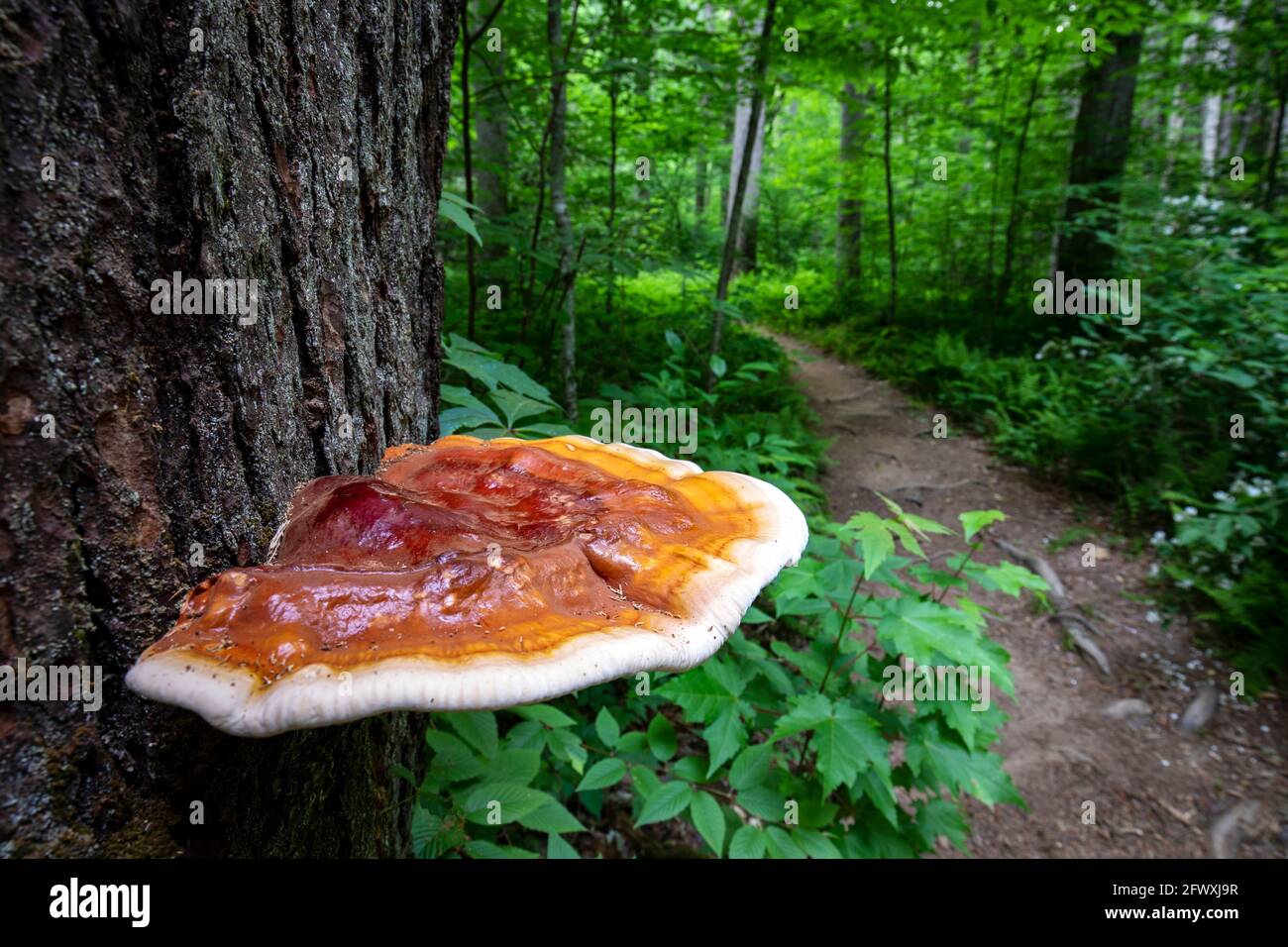 Ganoderma espèces de champignons polypores qui poussent sur l'écorce des arbres - Sycamore Cove Trail, Pisgah National Forest, Brevard, Caroline du Nord, États-Unis Banque D'Images