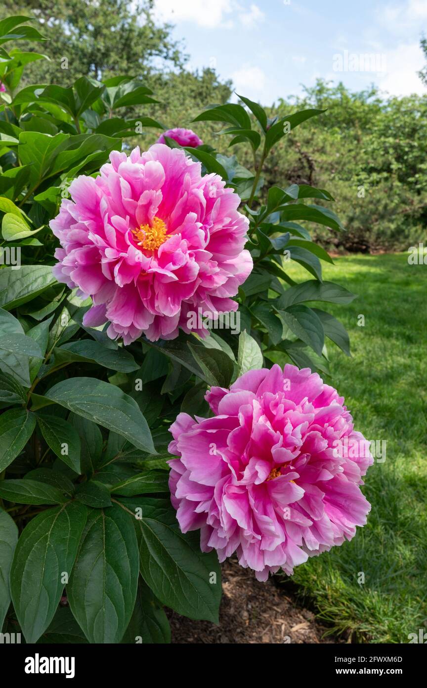 Fleurs de pivoine rose - Paeonia 'Chinook' Banque D'Images