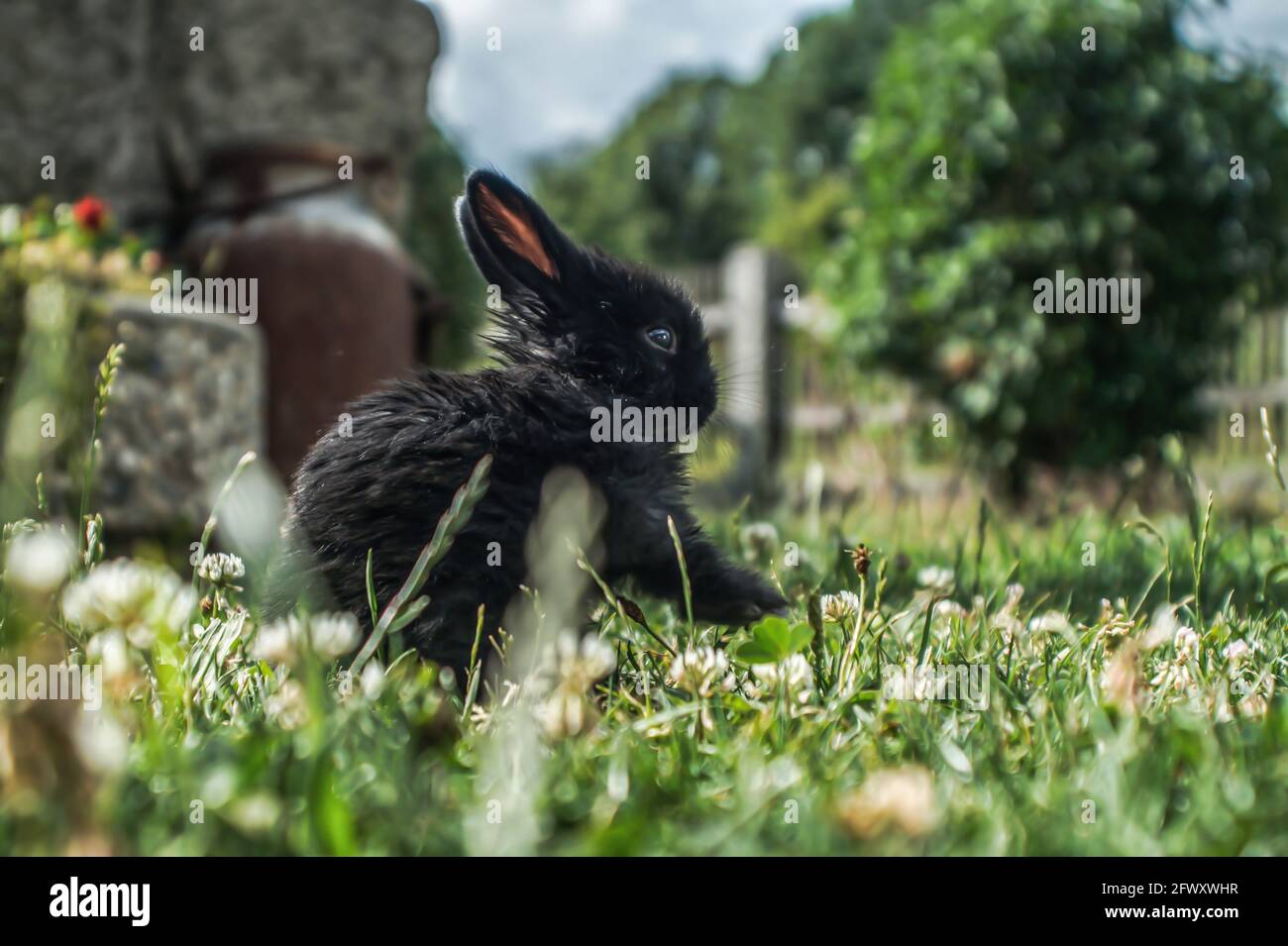 Un bébé lapin noir assis dans la pelouse entre les fleurs Banque D'Images