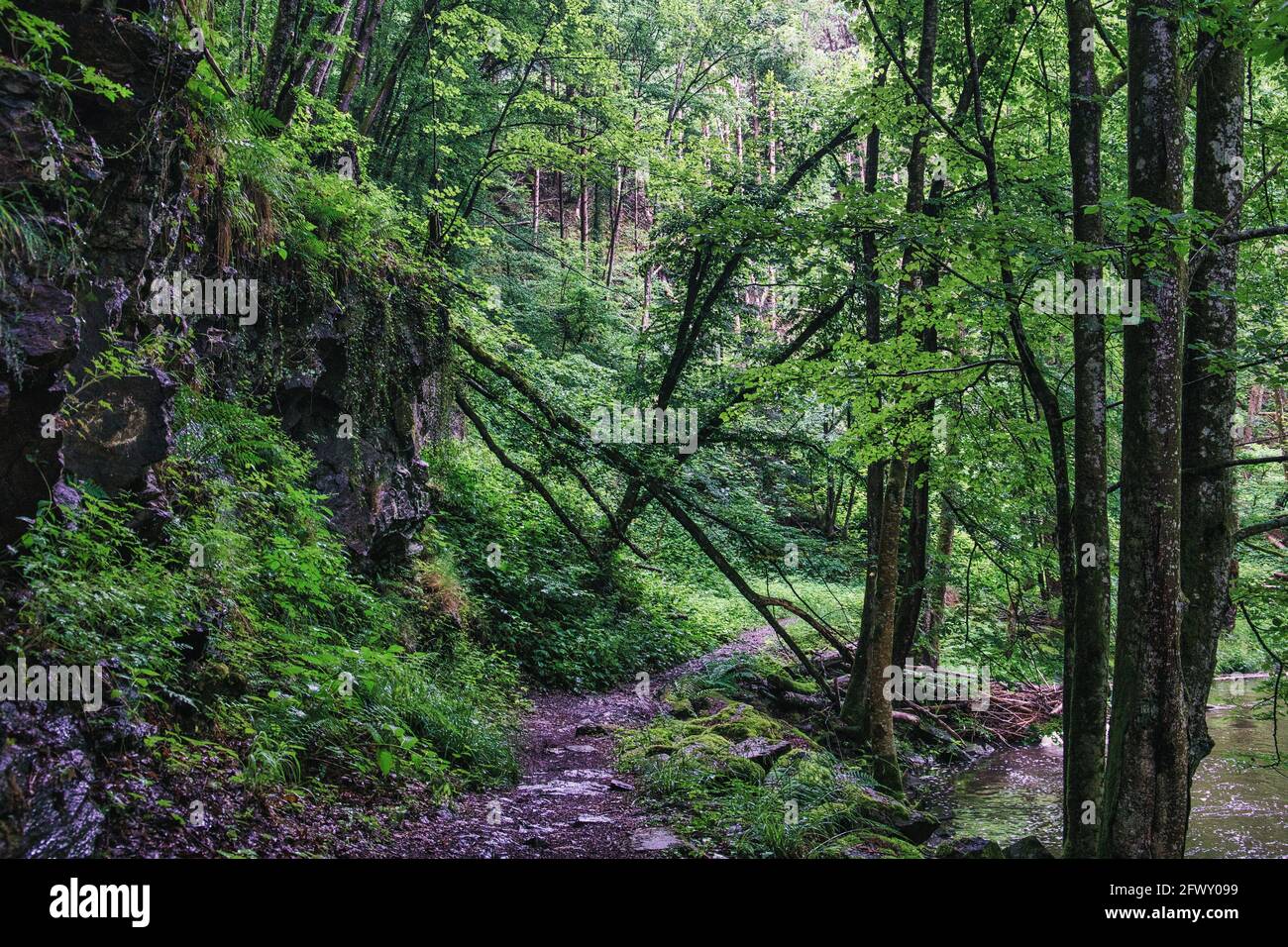 Un sentier de randonnée dans la nature sauvage de la forêt bavaroise Banque D'Images
