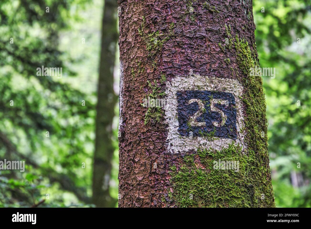 Marque numérique sur un tronc d'arbre Banque D'Images