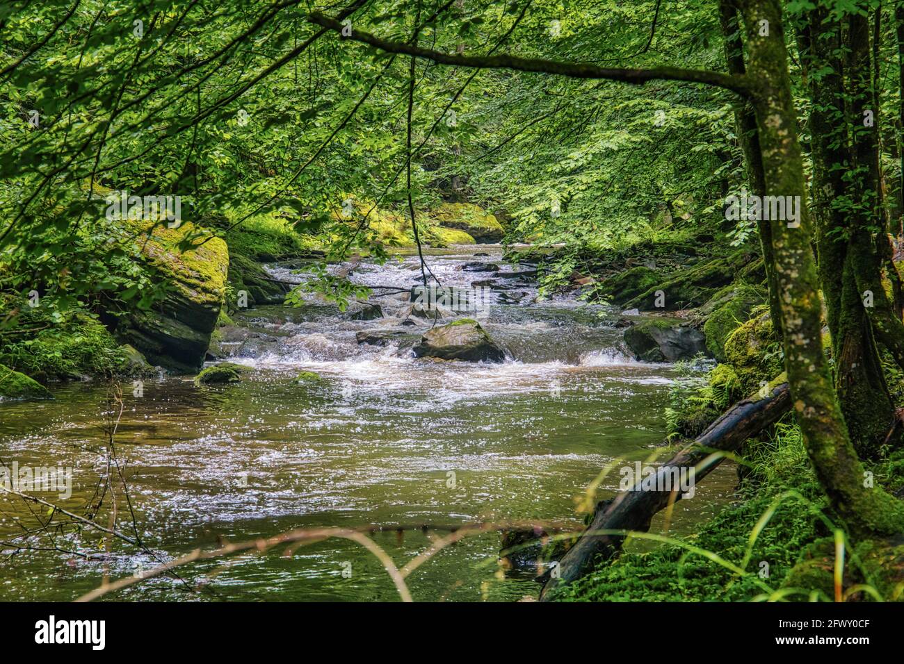 Une petite rivière dans un paysage forestier Banque D'Images