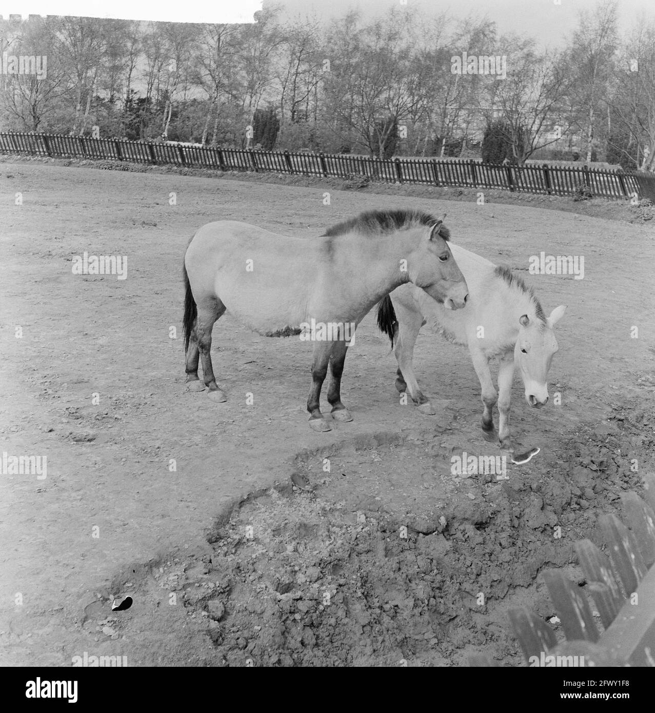 Famille de Przewalski dehors sur le pâturage en cours au zoo de Blijdorp, 14 avril 1961, vergers d'animaux, pays-Bas, photo de l'agence de presse du xxe siècle, n Banque D'Images