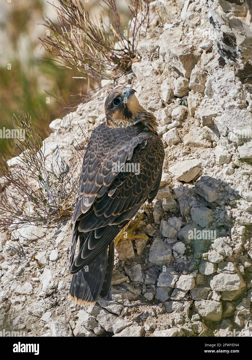 faucons pèlerins juvéniles dans son habitat naturel à Stevns Klint, Danemark Banque D'Images