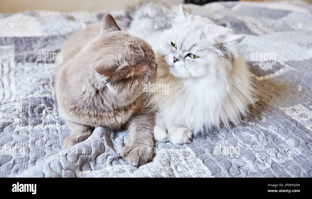 British Shorthair gris chat et blanc britannique long cheveux doux couple Banque D'Images