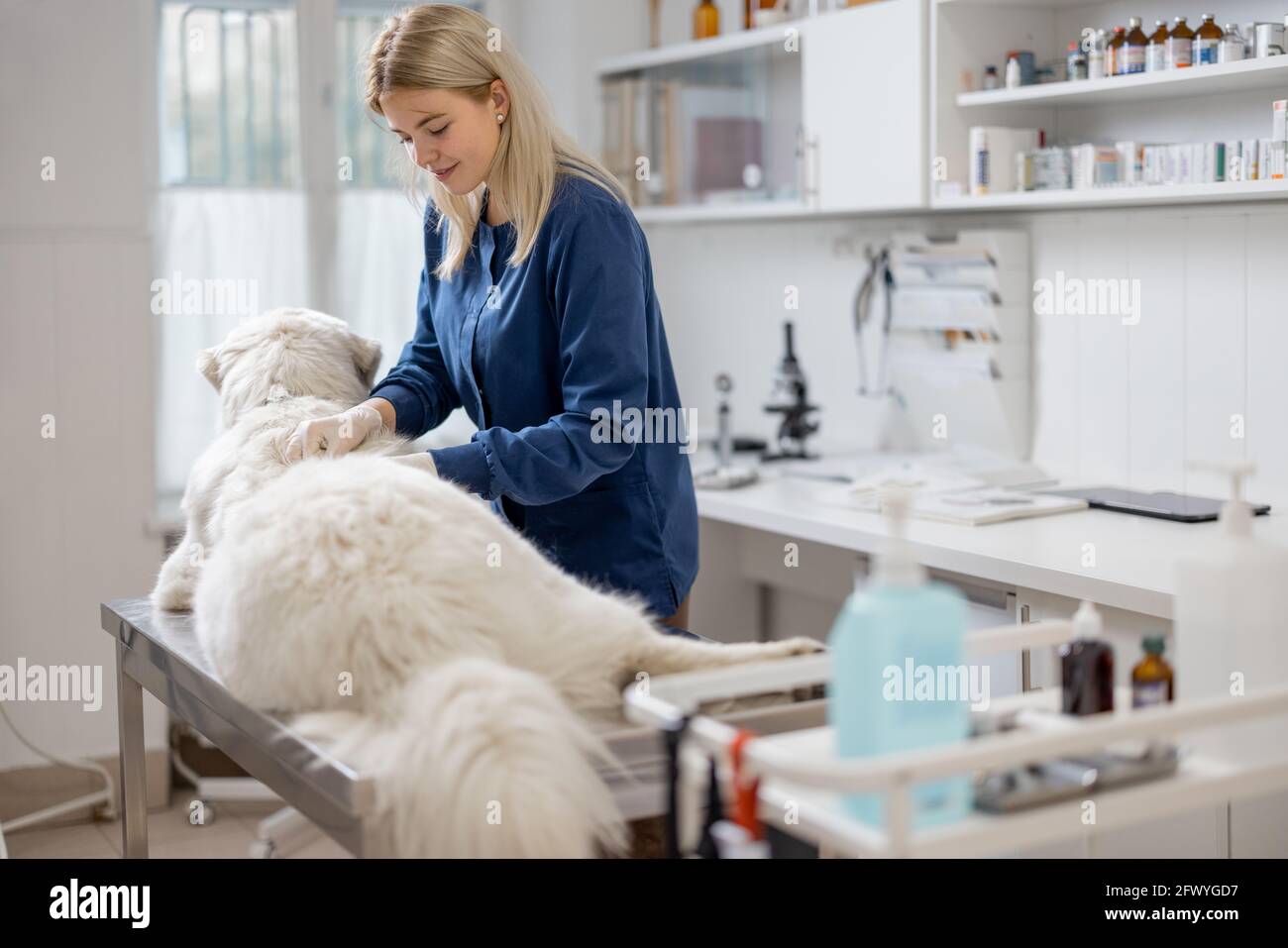 Femme vétérinaire médecin examinant le grand chien allongé sur la table dans la clinique vétérinaire. Concept médical et de soins de santé pour animaux de compagnie. Banque D'Images