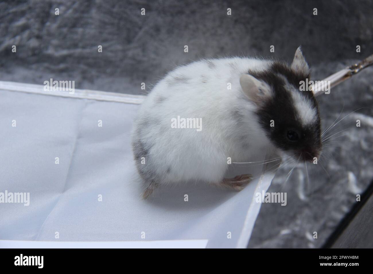 joli hamster blanc dans un contenant avec un fond blanc isolé. mignon petits animaux à élever. petit animal de compagnie Banque D'Images