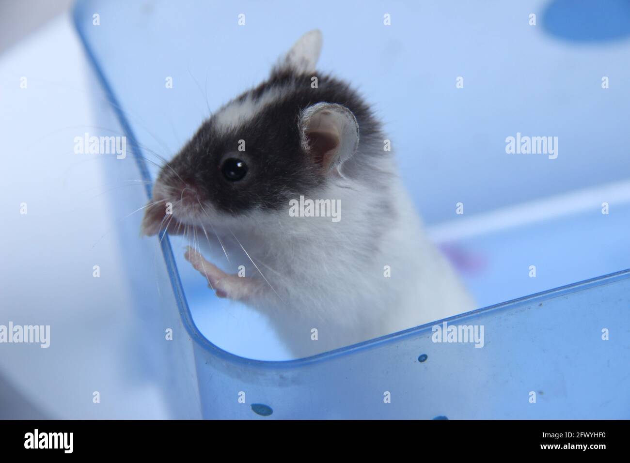 joli hamster blanc dans un contenant avec un fond blanc isolé. mignon petits animaux à élever. le petit animal dans le contenant bleu Banque D'Images