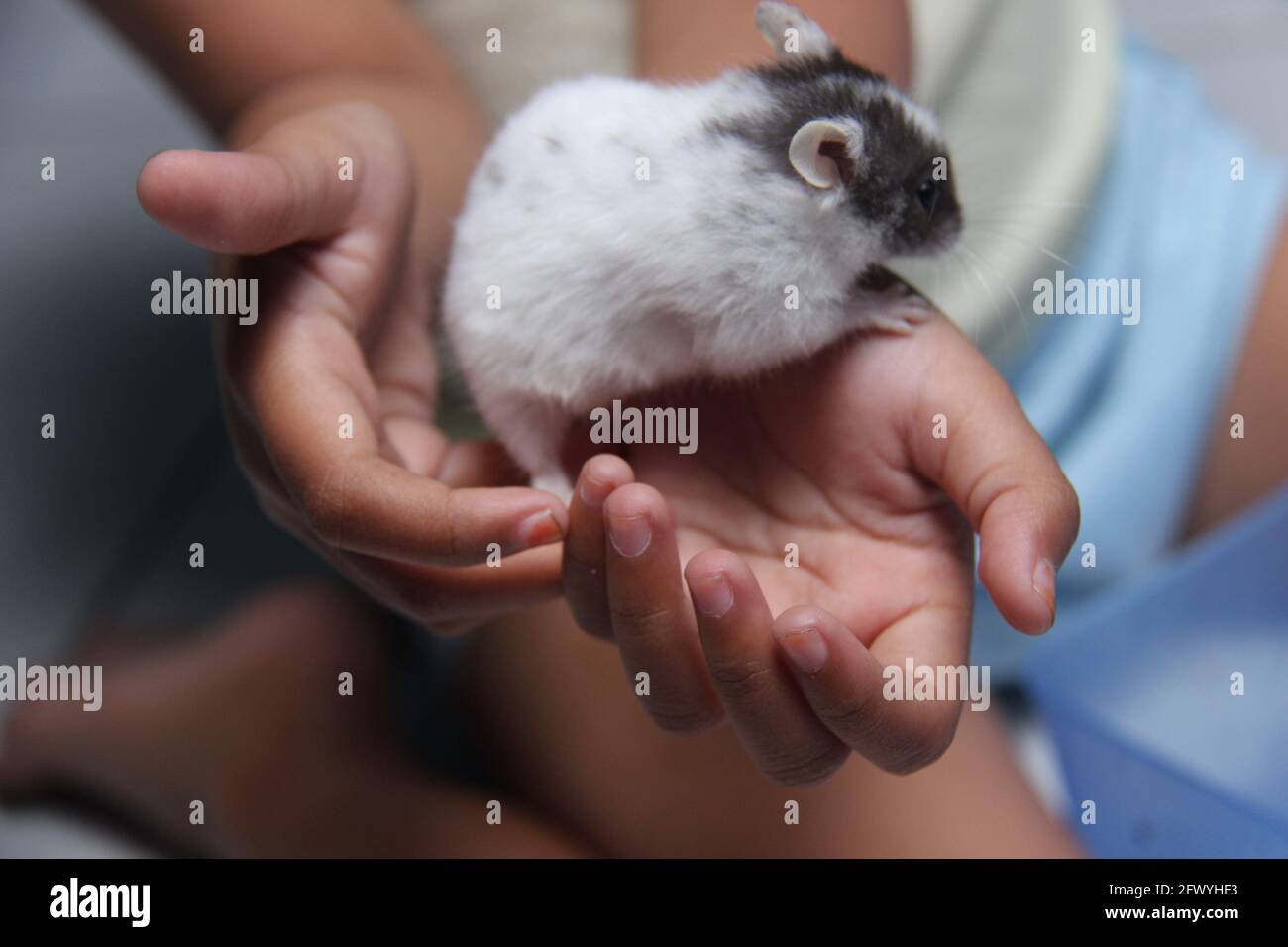 gros plan sur le jeu de la main d'un enfant avec son hamster d'animal de compagnie. petits animaux agissant mignon. animaux amicaux Banque D'Images