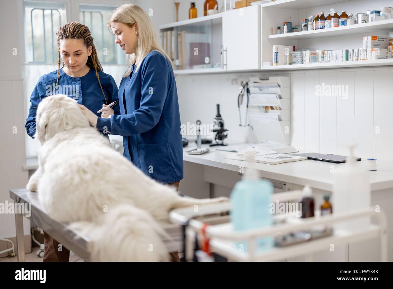 Médecins vétérinaires féminins examinant le grand chien allongé sur la table dans la clinique vétérinaire. Concept médical et de soins de santé pour animaux de compagnie. Banque D'Images