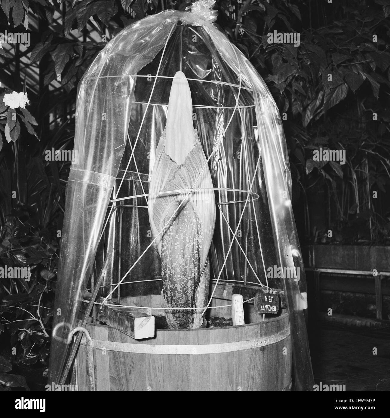 Ouverture de la feuille de serpent géant, 20 février 1956, ouvertures, pays-Bas, agence de presse du xxe siècle photo, nouvelles à retenir, documentaire, photographie historique 1945-1990, histoires visuelles, L'histoire humaine du XXe siècle, immortaliser des moments dans le temps Banque D'Images