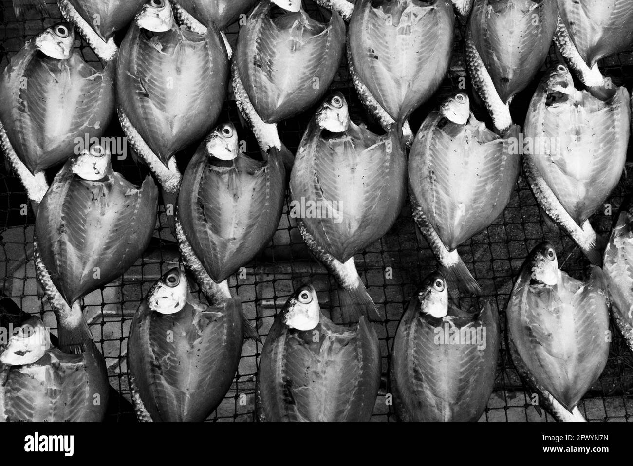 poisson séché au soleil coupe le papillon Banque D'Images