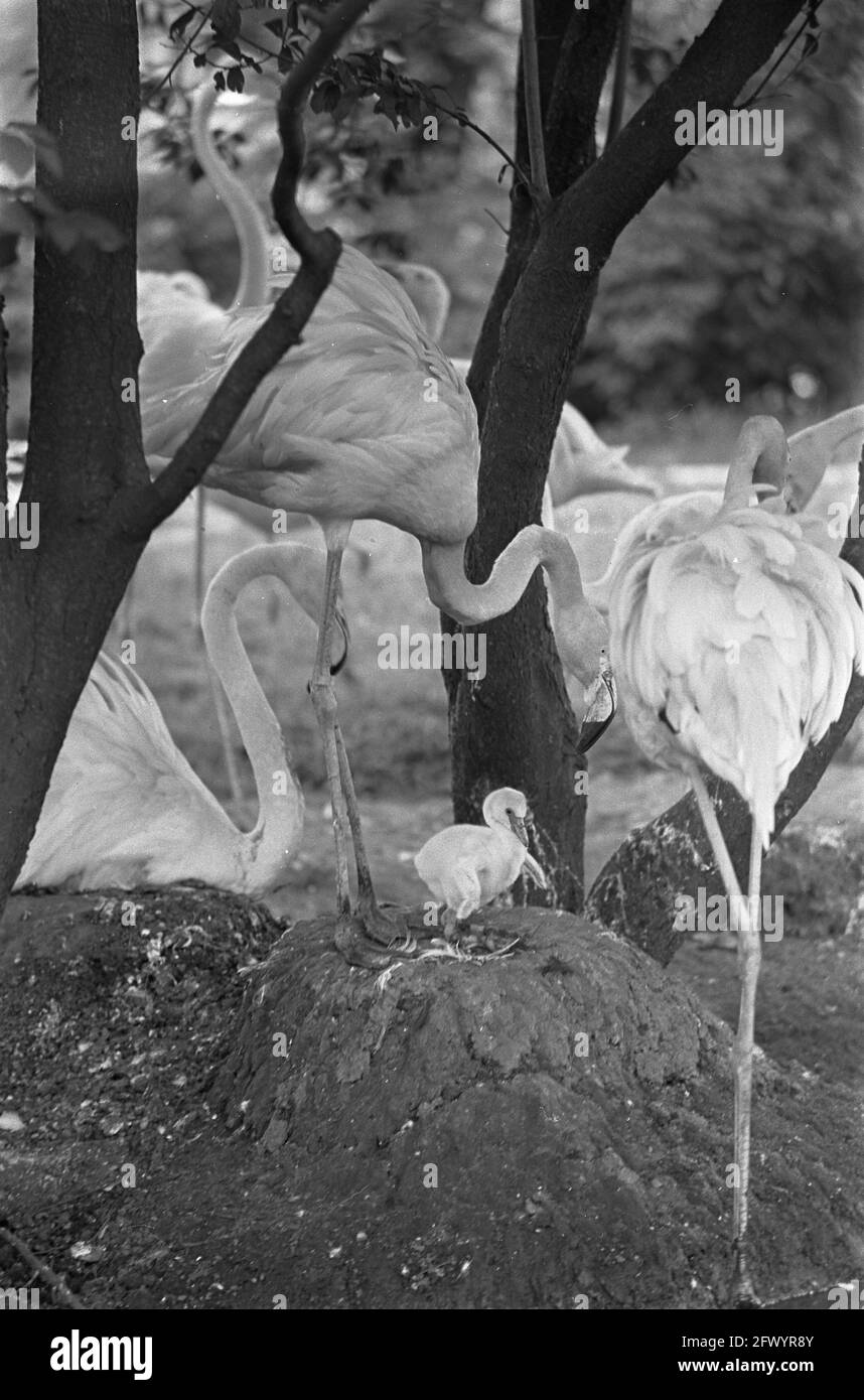 Flamant rouge né à Artis. Mère avec jeune, 4 juillet 1968, flamants, mères, Pays-Bas, Agence de presse du XXe siècle photo, nouvelles à retenir, documentaire, photographie historique 1945-1990, histoires visuelles, L'histoire humaine du XXe siècle, immortaliser des moments dans le temps Banque D'Images