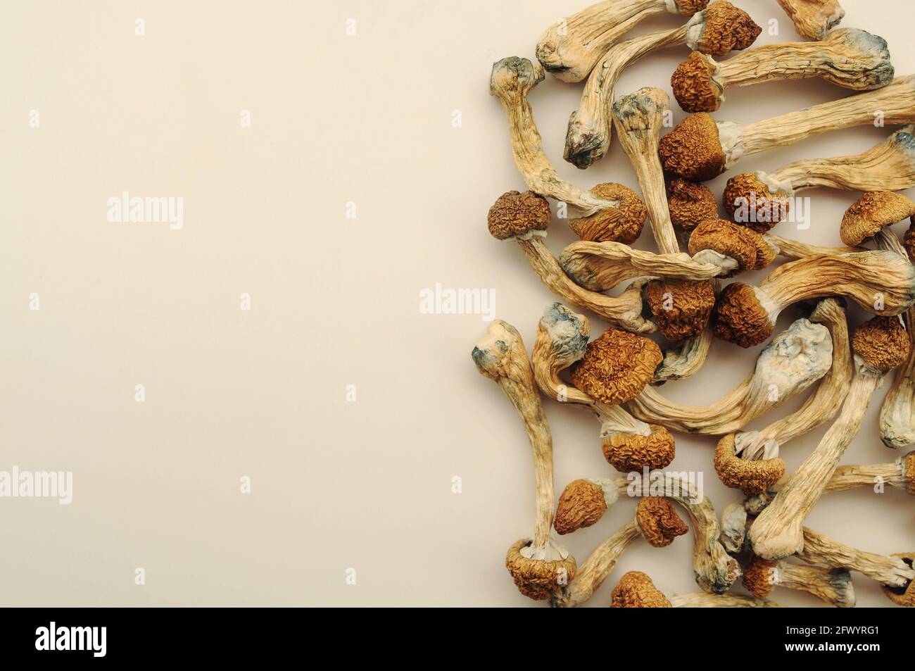 Pile de champignons Psilocybe Cubensis sur fond blanc. Psilocybin psychédélique magie champignons Golden enseignant. Vue de dessus, plan d'appartement. Conc. De micro-dosage Banque D'Images