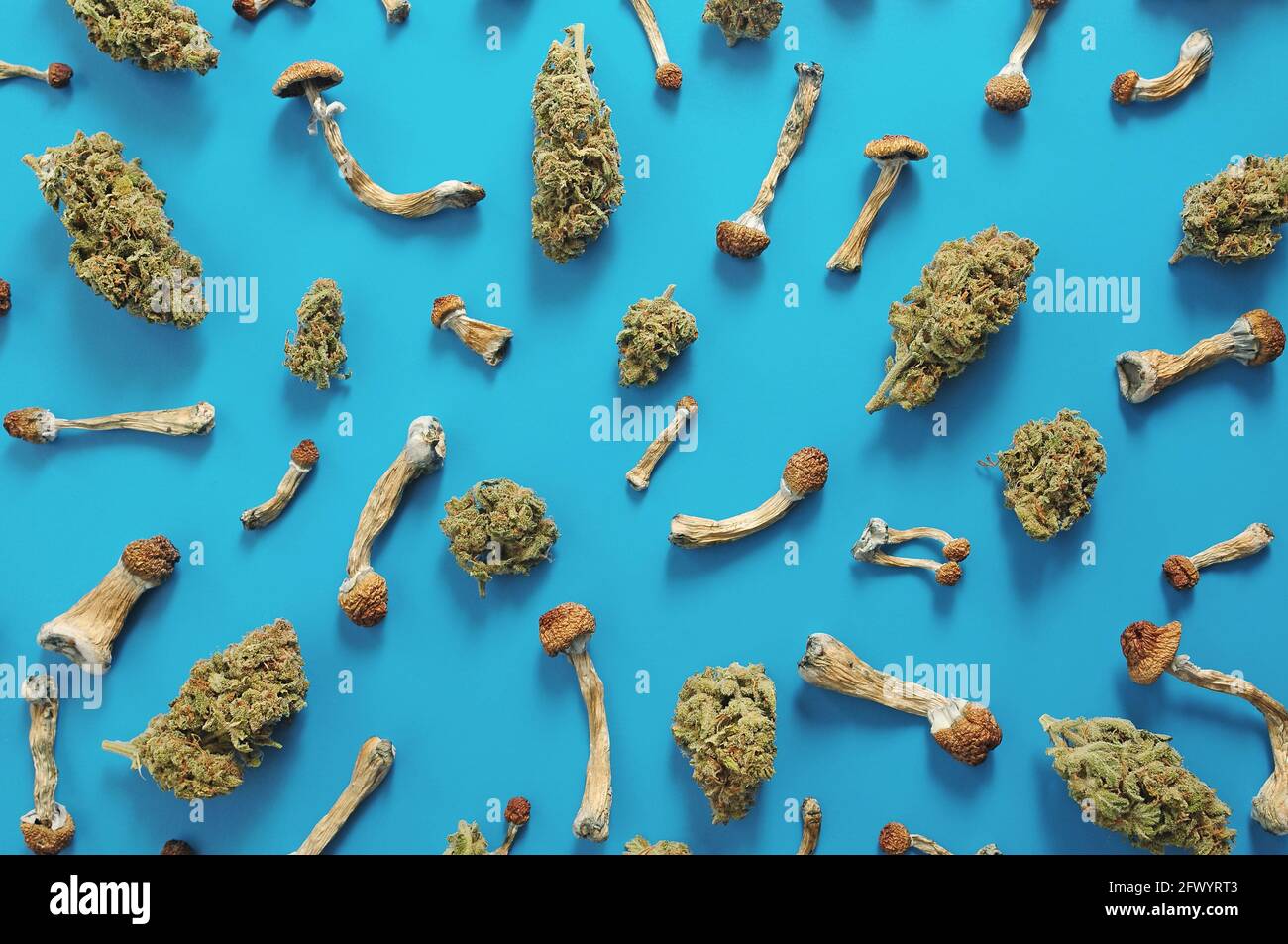 Concept de microdosage. Motif de champignons psilocybine et de bourgeons de marijuana sur fond bleu. Voyage psychédélique, concept de validation. Banque D'Images