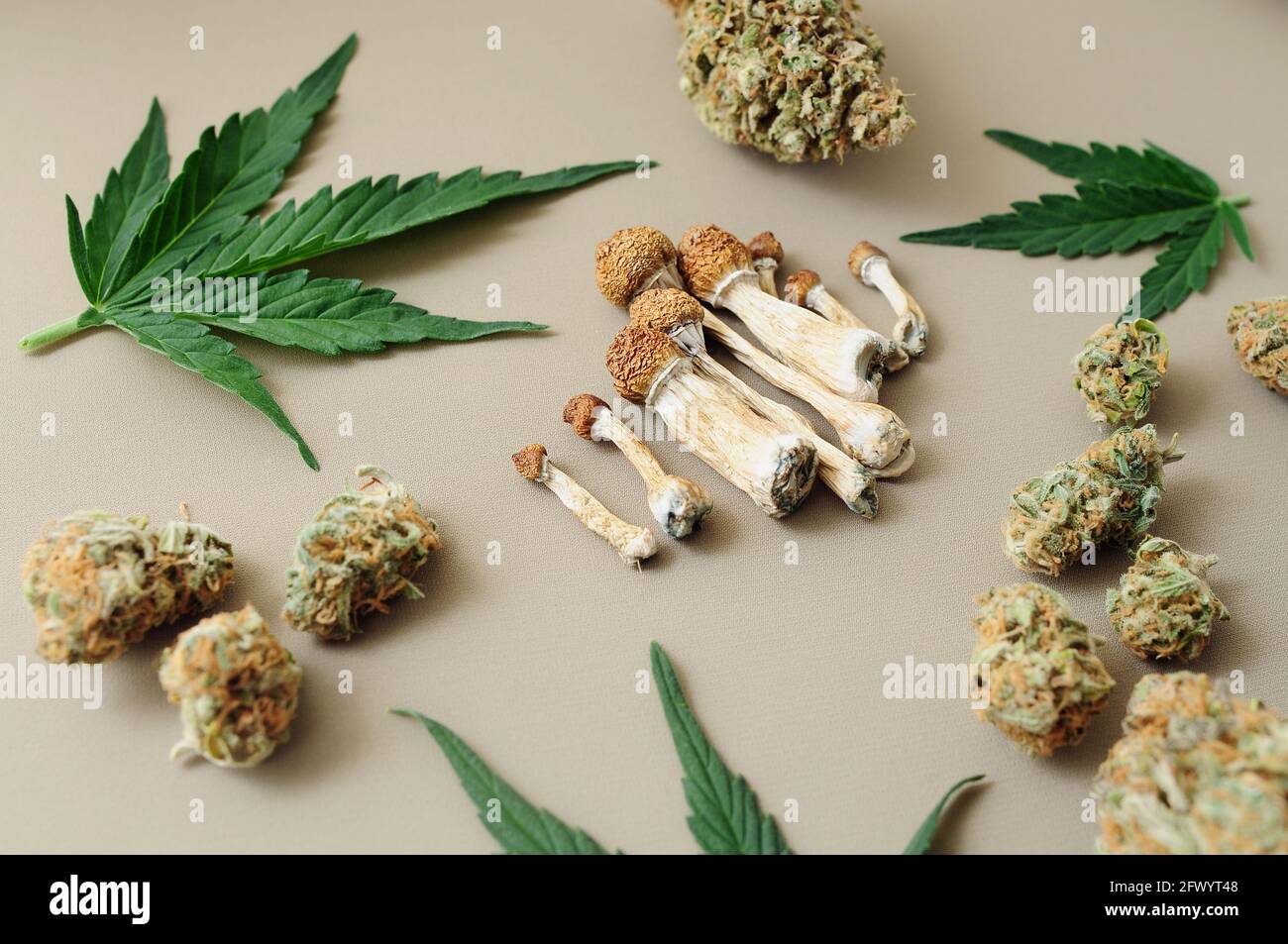 Voyage psychédélique, loisirs dans le quartier des affaires. Concept de micro-dosage. Champignons psilocybe séchés, bourgeons de cannabis, feuilles de marijuana sur fond ivoire. Banque D'Images