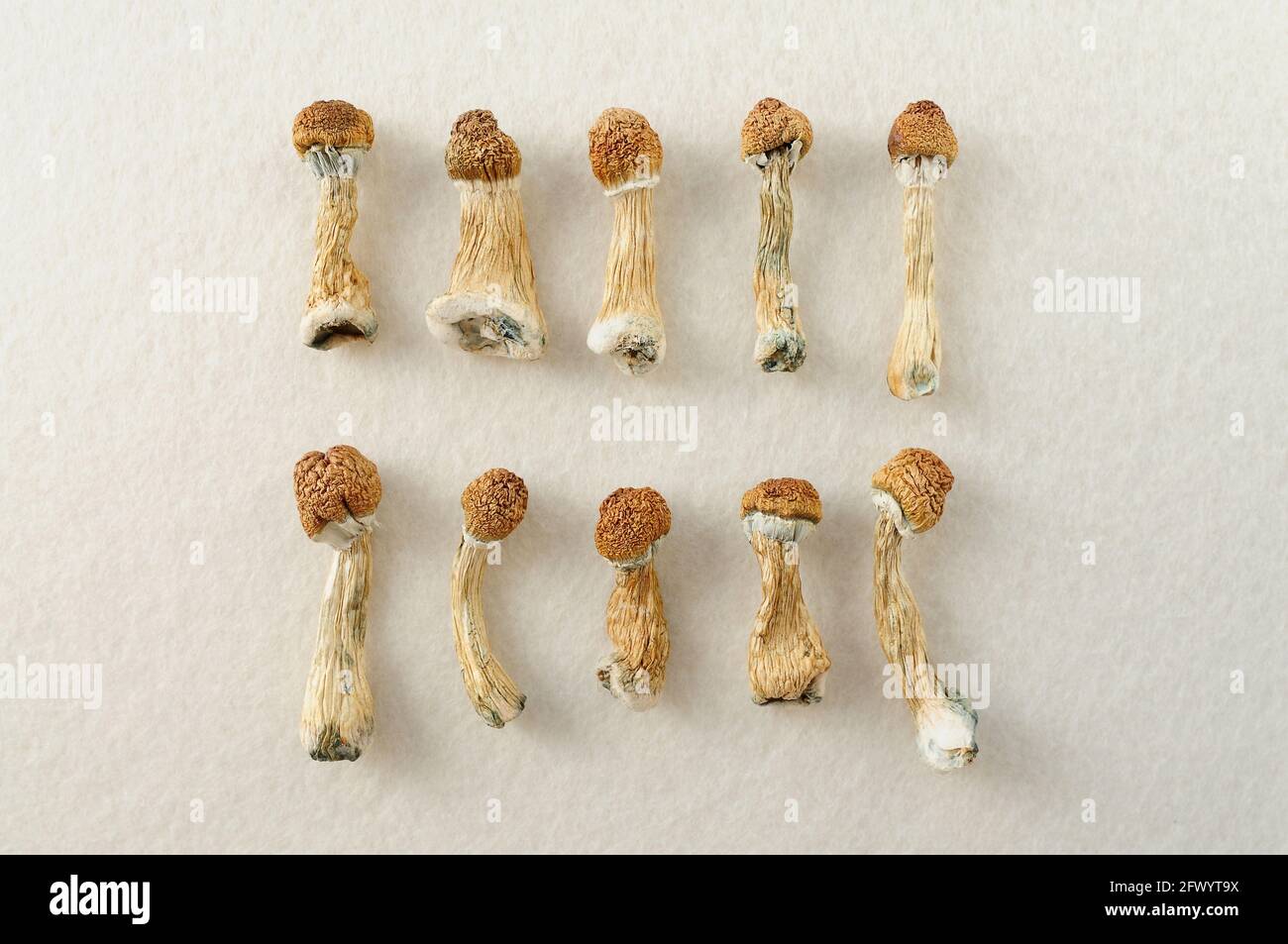 Patron de psilocybe cubensis séché sur fond blanc, plat. Champignons psilocybine isolés en groupe. Magic shrooms Golden Teacher, tri spirituel Banque D'Images