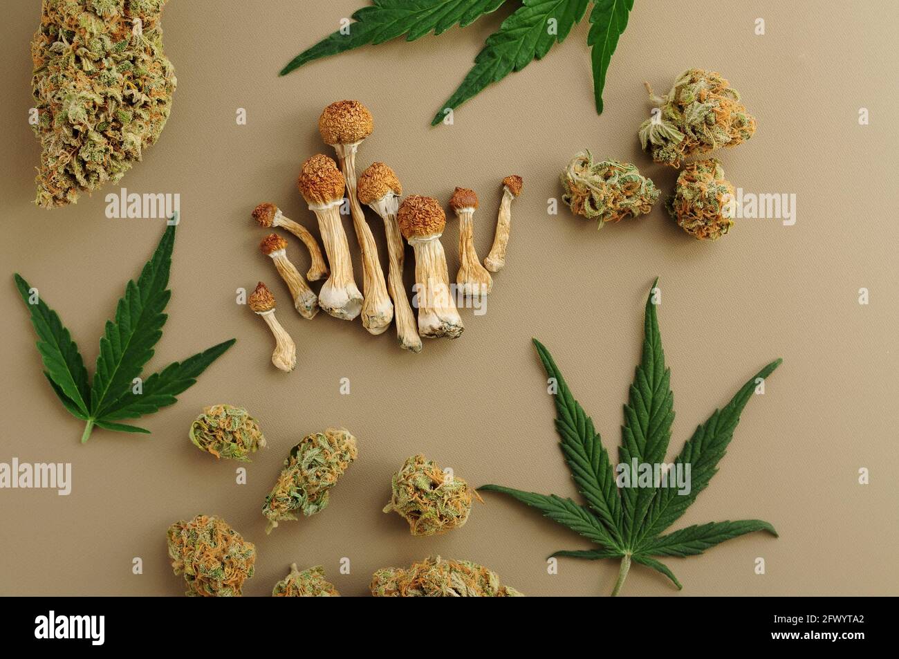 Voyage psychédélique, loisirs dans le quartier des affaires. Concept de micro-dosage. Champignons psilocybe séchés et bourgeons de cannabis sur fond ivoire. Banque D'Images