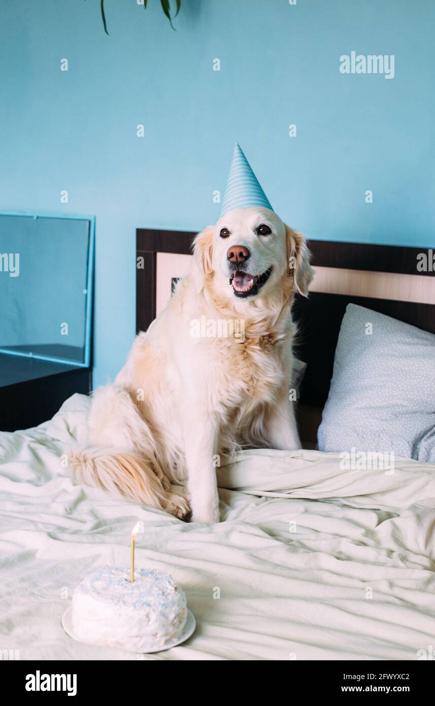 Le Chien Labrador Golden Retriever Fete Son Anniversaire Dans Une Casquette Et Avec Gateau Photo Stock Alamy