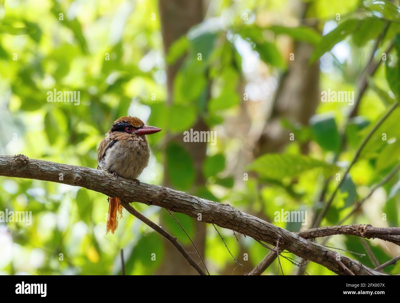 Bel oiseau Kingfisher à cheque lilas ou Célébes kingfisher à bec plat, Cittura cyanotis, assis sur la branche dans le vert tropical Tangkoko fore Banque D'Images