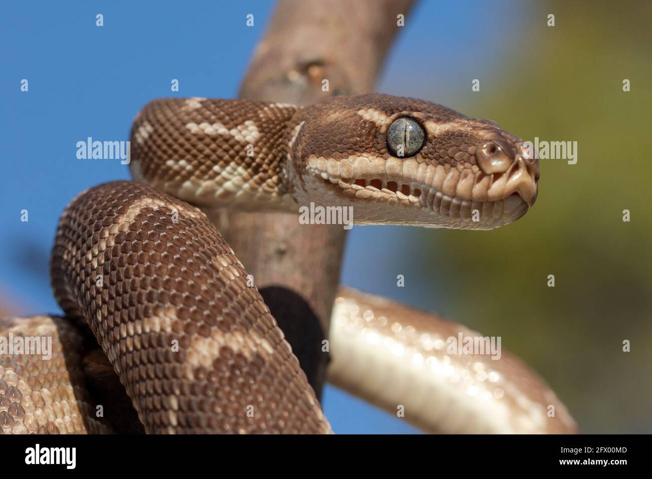 Gros plan de Python australien à l'échelle approximative montrant des fosses de détection de chaleur Banque D'Images