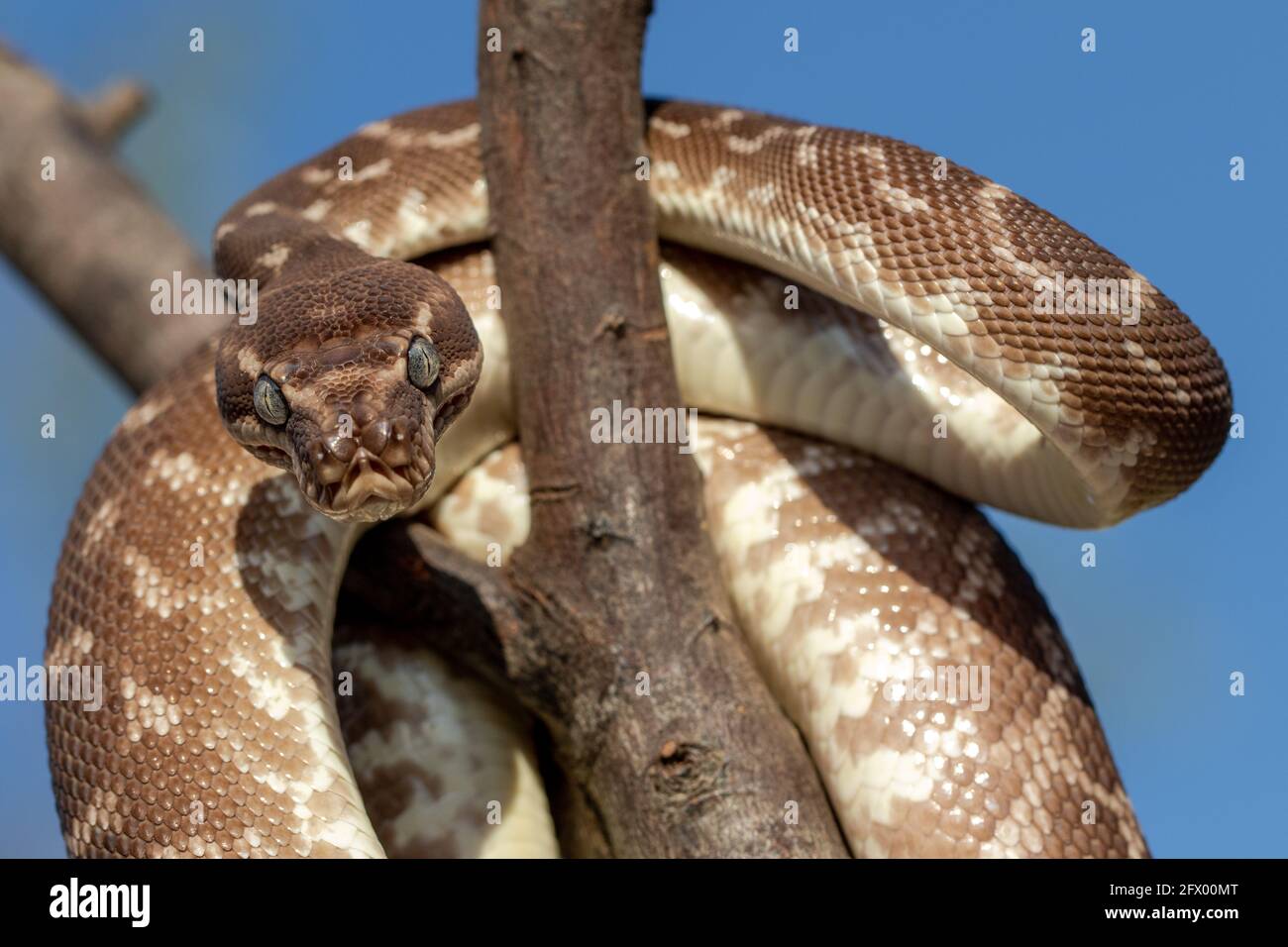 Gros plan de Python australien à l'échelle approximative montrant des fosses de détection de chaleur Banque D'Images