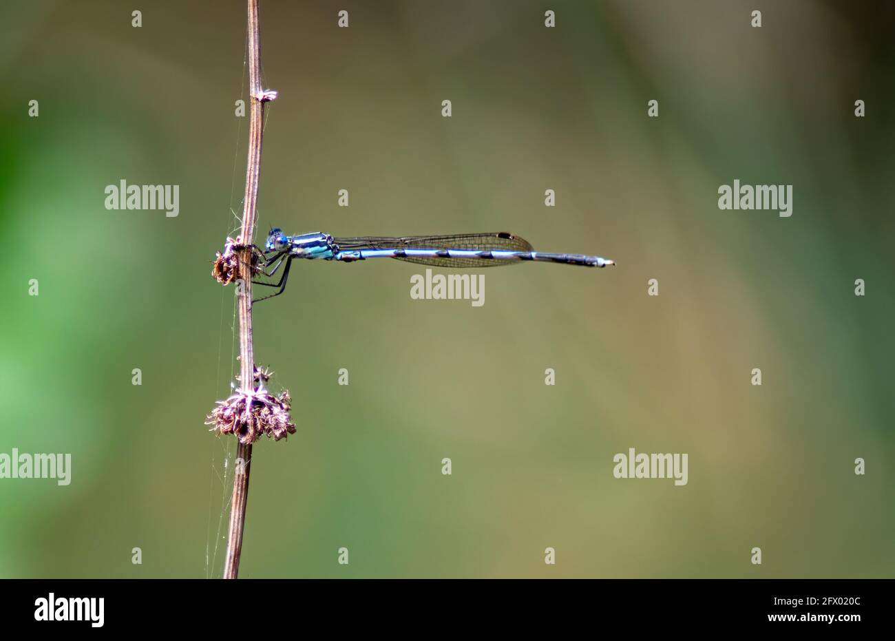 Femelle Bluetail Damselfly Banque D'Images