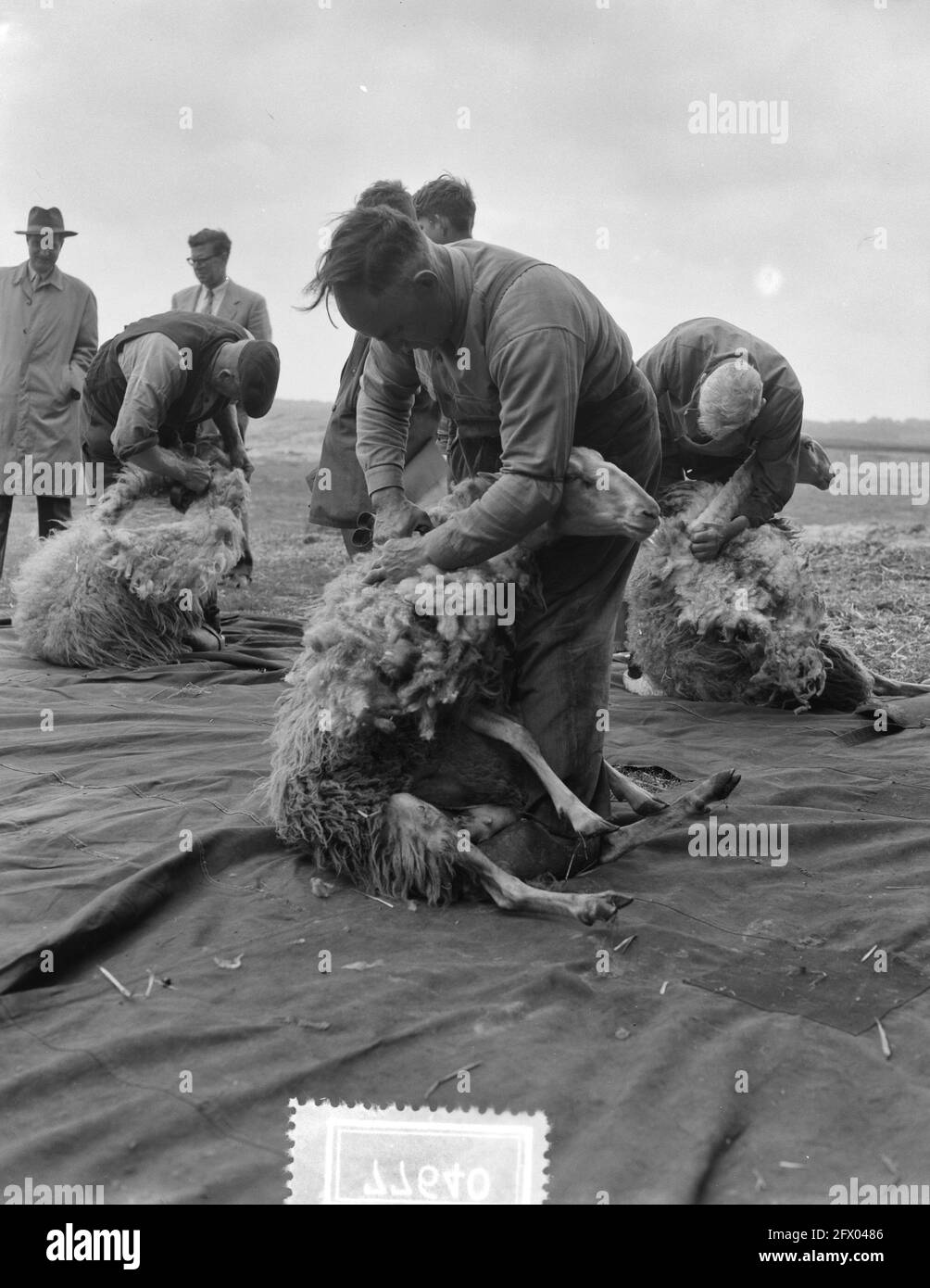 Fête de tonte de moutons sur la santé près d'Ede, 16 mai 1956, HEIDE, pays-Bas, agence de presse du xxe siècle photo, nouvelles à retenir, documentaire, photographie historique 1945-1990, histoires visuelles, L'histoire humaine du XXe siècle, immortaliser des moments dans le temps Banque D'Images