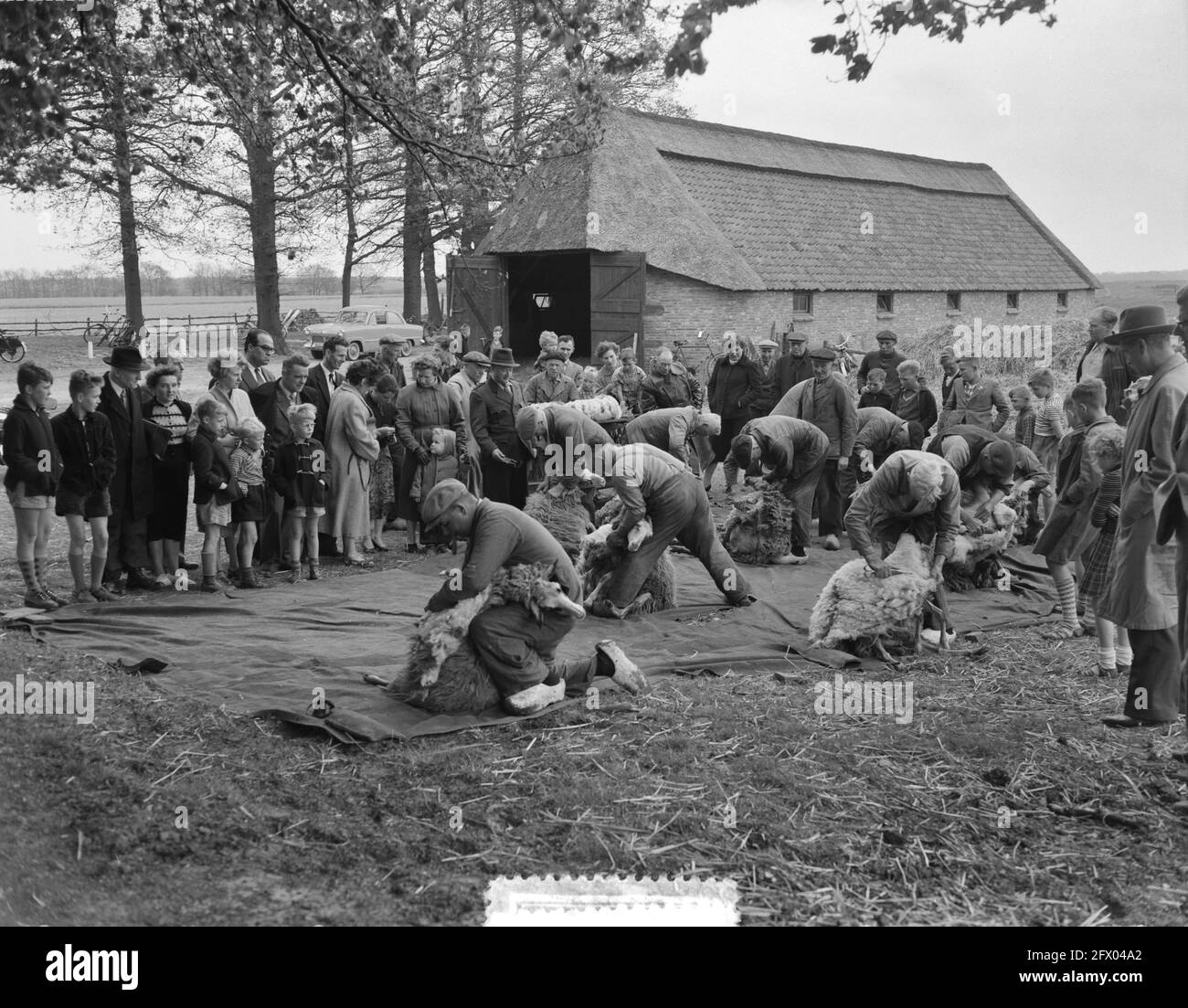 Fête de la tonte des moutons sur la santé près d'Ede, 16 mai 1956, HEIDE, pays-Bas, agence de presse du xxe siècle photo, nouvelles à retenir, documentaire, photographie historique 1945-1990, histoires visuelles, L'histoire humaine du XXe siècle, immortaliser des moments dans le temps Banque D'Images