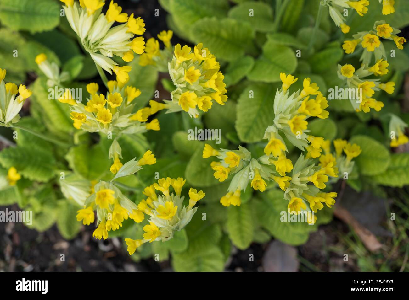Primula veris L. fleurs jaunes d'onagre commune, famille : Primulaceae Banque D'Images