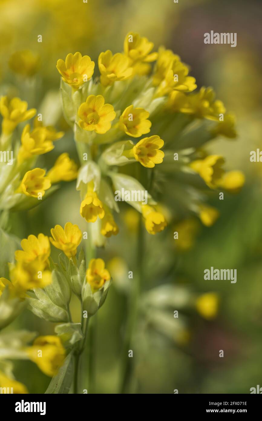 Primula veris L. fleurs jaunes d'onagre commune, famille : Primulaceae Banque D'Images